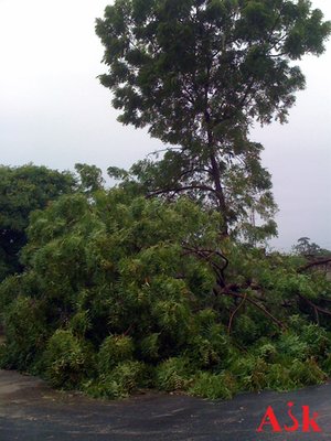 Fallen tree, fire street dar es salaam