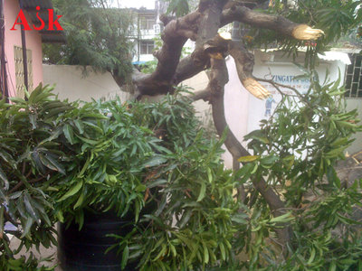 tree that fell across brick wall